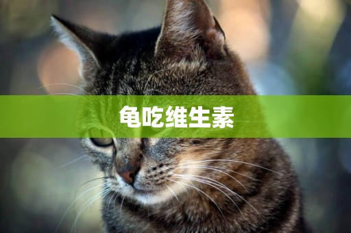 龜吃維生素