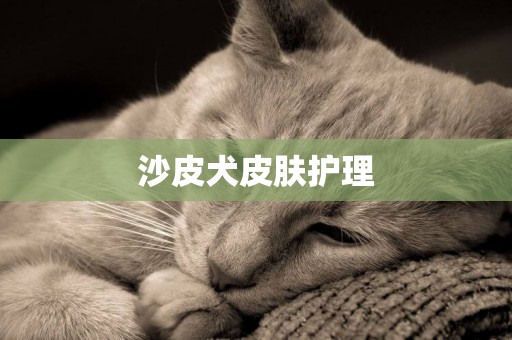 沙皮犬皮膚護理