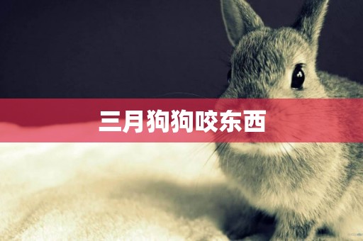 三月狗狗咬東西