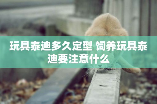 玩具泰迪多久定型 飼養玩具泰迪要注意什么 玩具泰迪多久定型 飼養玩具泰迪要注意什么