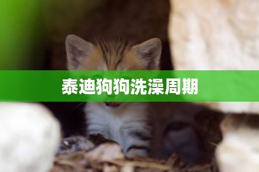 泰迪狗狗洗澡周期