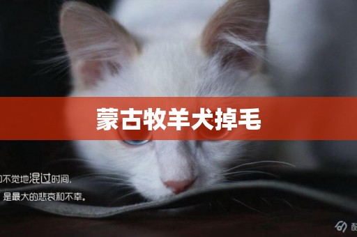 蒙古牧羊犬掉毛