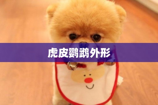 虎皮鸚鵡外形