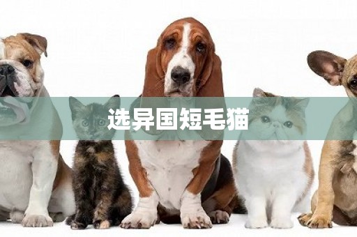 選異國短毛貓