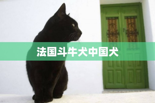 法國斗牛犬中國犬