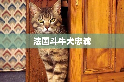 法國斗牛犬忠誠