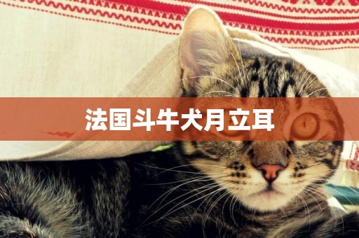 法國斗牛犬月立耳