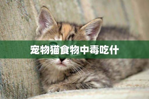 寵物貓食物中毒吃什