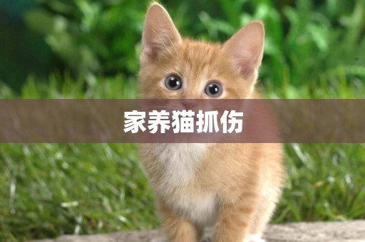 家養貓抓傷