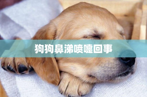 狗狗鼻涕噴嚏回事