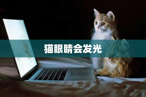 貓眼睛會發光