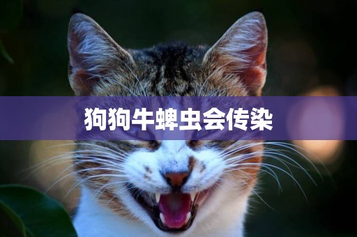 狗狗牛蜱蟲會傳染
