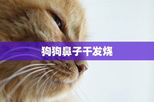 狗狗鼻子干發燒