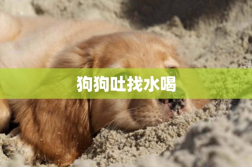 狗狗吐找水喝