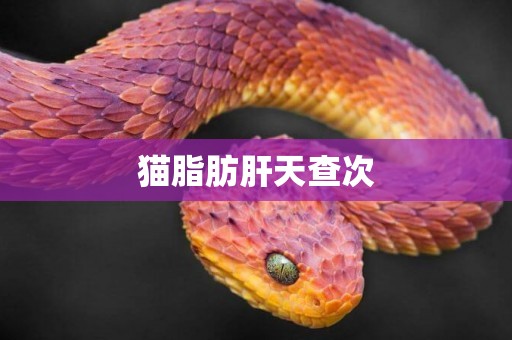 貓脂肪肝天查次