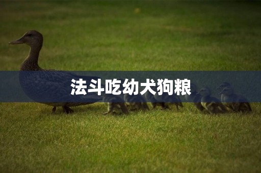 法斗吃幼犬狗糧