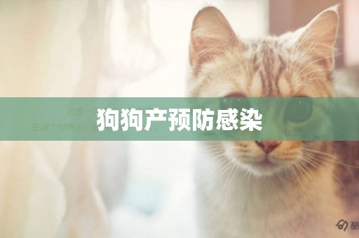 狗狗產預防感染