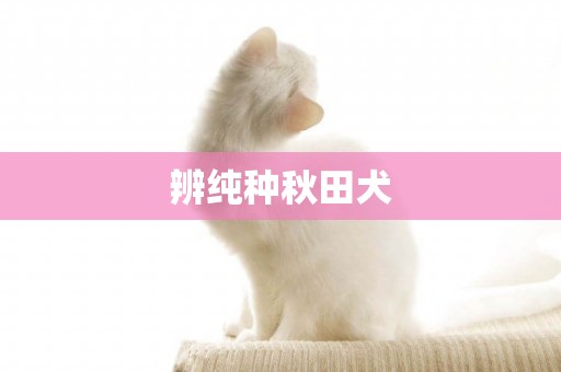 辨純種秋田犬