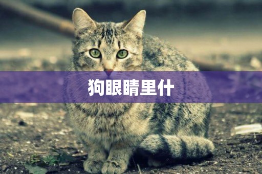 狗眼睛里什