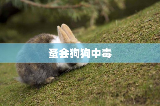 蚤會狗狗中毒