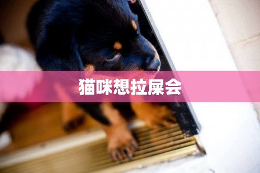 貓咪想拉屎會