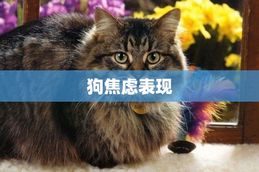 狗焦慮表現