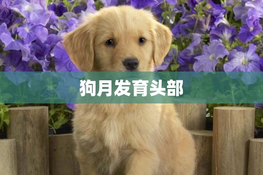 狗月發育頭部