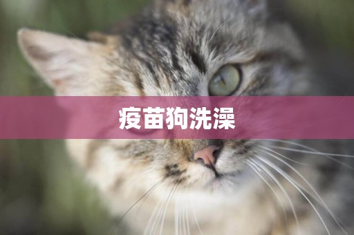 疫苗狗洗澡
