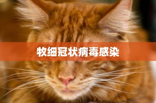 牧細冠狀病毒感染