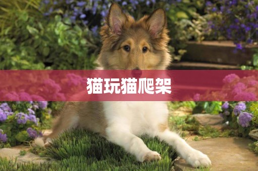 貓玩貓爬架