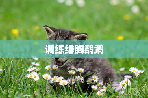 訓練緋胸鸚鵡