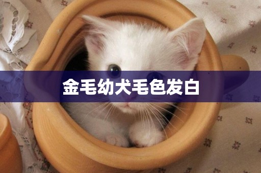 金毛幼犬毛色發白