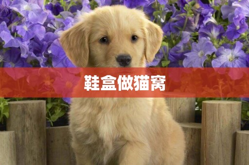 鞋盒做貓窩