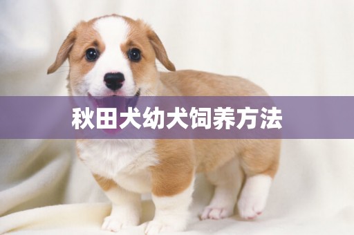 秋田犬幼犬飼養方法