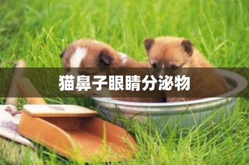 貓鼻子眼睛分泌物