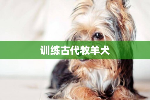 訓練古代牧羊犬