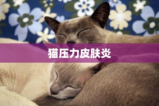 貓壓力皮膚炎