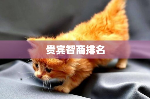 貴賓智商排名