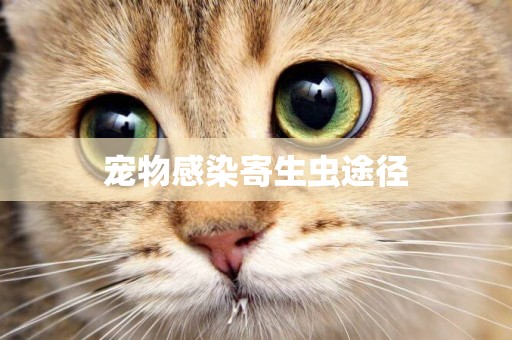 寵物感染寄生蟲途徑