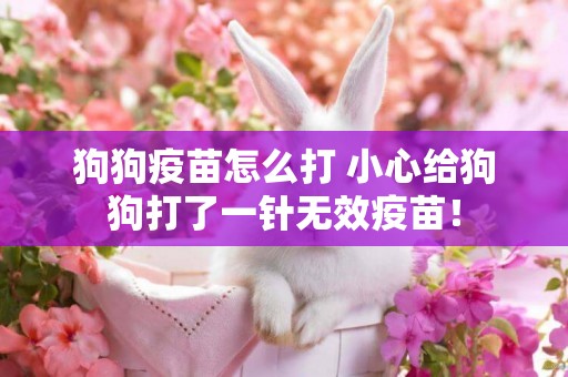 狗狗疫苗怎么打 小心給狗狗打了一針無效疫苗！