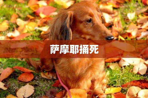 薩摩耶捅死