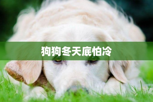 狗狗冬天底怕冷
