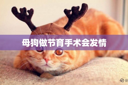 母狗做節育手術會發情