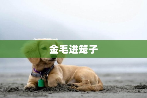 金毛進籠子