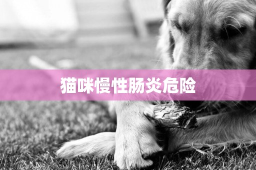 貓咪慢性腸炎危險