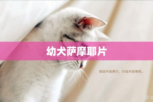 幼犬薩摩耶片