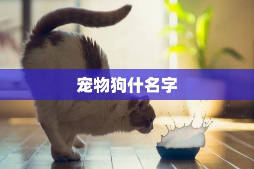 寵物狗什名字
