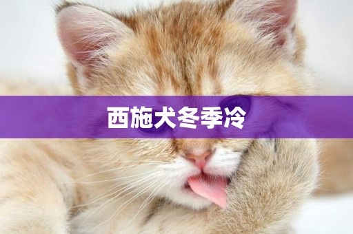 西施犬冬季冷