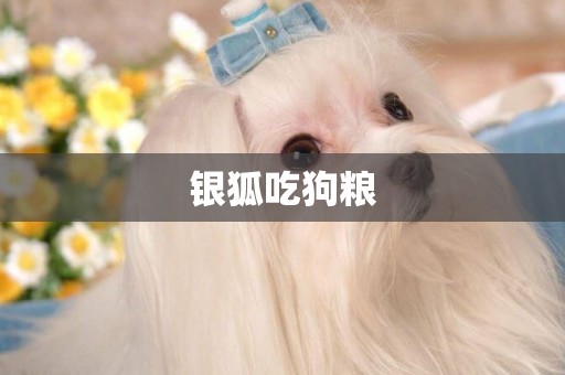 銀狐吃狗糧