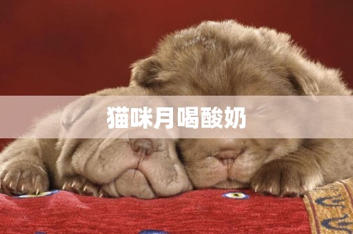 貓咪月喝酸奶